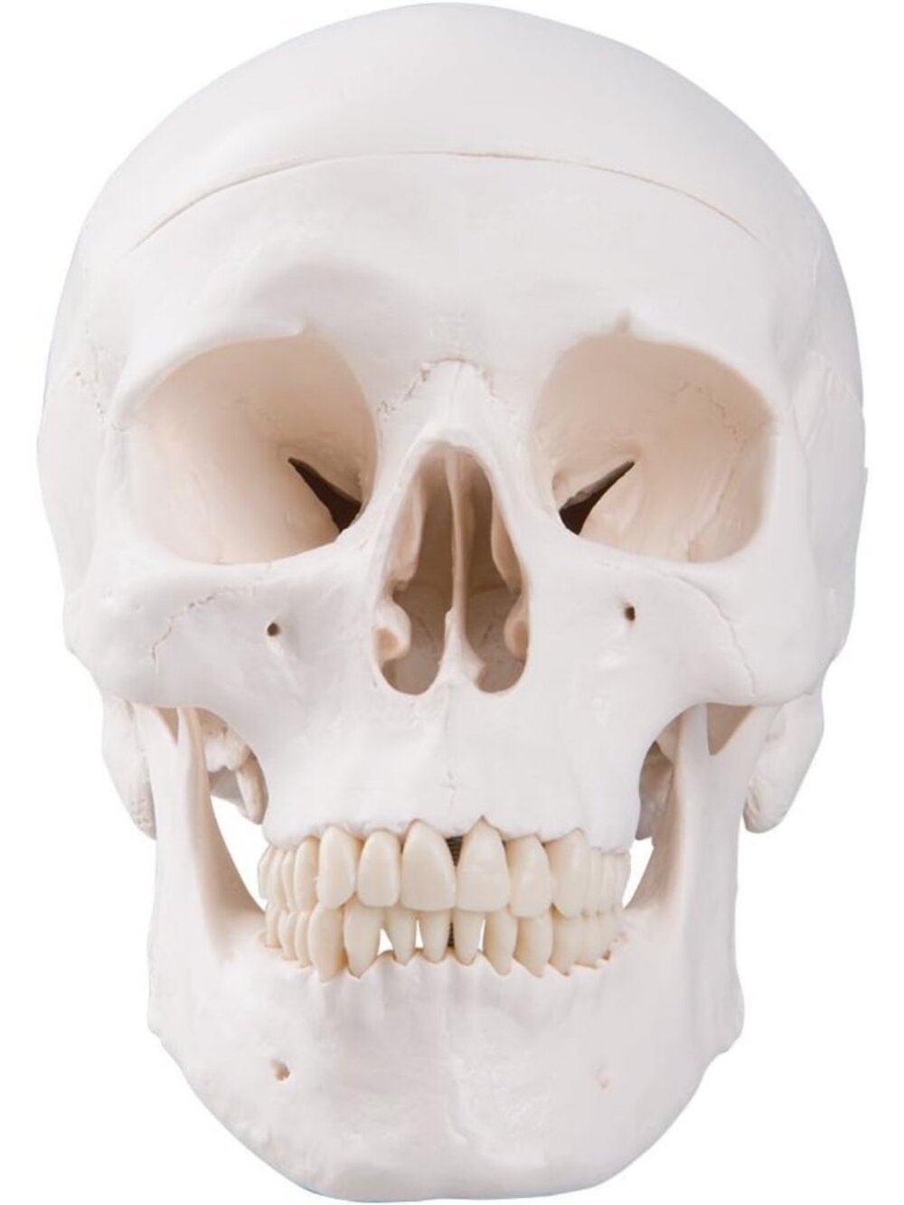 Classic Human Skull Model - 3 Part Anatomy with Magnetic Connections + Free